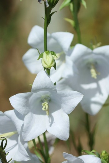 Кампанула/Дзвоники ложечницелиста ‘Джангл Вайт’|Campanula cochleariifolia  ‘Jingle White’|Кампанула/Колокольчики ложечницелиста ‘Джангл Вайт’
